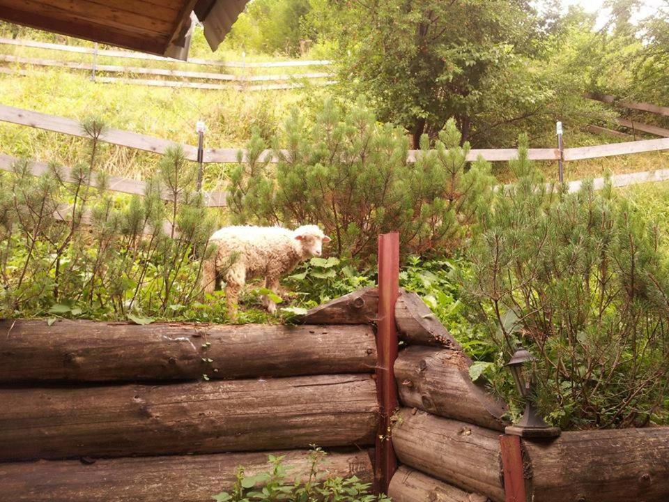 Maly Domek Pod Lasem Zakopane Exterior foto